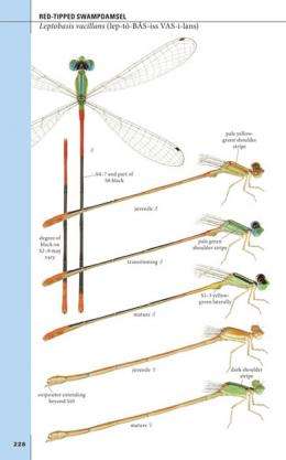 Field guide for Texas damselflies highlights diversity of fascinating insects