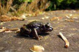 Fighting massive declines in frog populations with bacteria and fungicides 