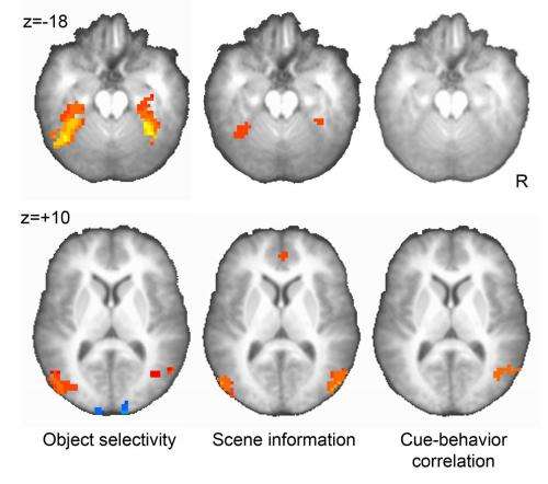 Categories rule: High-order brain centers pave the way for visual recognition