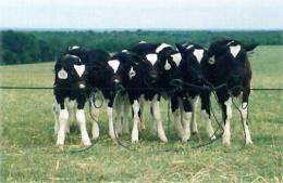 File photo of six cows produced by US researchers through cloning