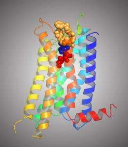 Finding of long-sought drug target structure may expedite drug discovery