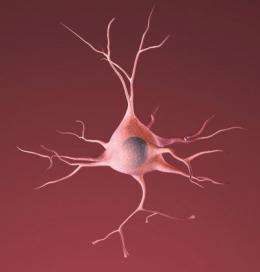 Finding shows potential way to protect neurons in Parkinson's, Alzheimer's, ALS