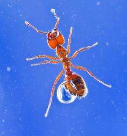 Fire ants assemble as a 'super-organism'
