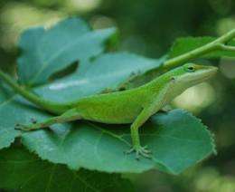 First lizard genome sequenced