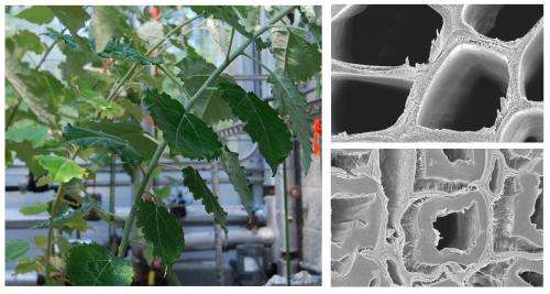 First-of-a-kind tension wood study broadens biofuels research