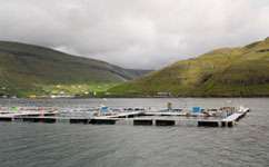 Fish farms less harmful than thought