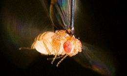 Flies' flight patterns rely on sense of smell