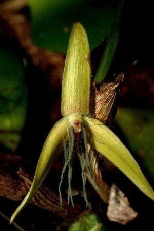 Flowers of Bulbophyllum nocturnum opened up a 10pm and closed at 10am