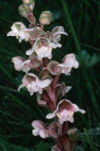 For certain orchids, relatives more important than pollinators in shaping floral attractants