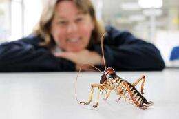 For male weta, big is better