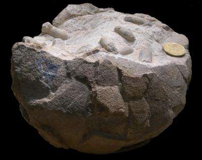 Fossil forensics reveals how wasps populated rotting dinosaur eggs