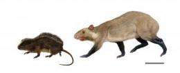 Fossils of forest rodents found in highland desert