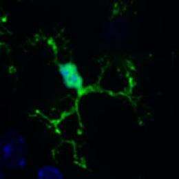 Gardening in the brain: Specialist cells prune connections between neurons