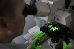 Genetically modified fungus could fight malaria (AP)