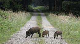 Germany's radioactive boars a legacy of Chernobyl (AP)