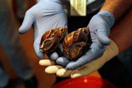 Giant African land snails are shown to the media in Miami