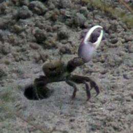 Giant claw helps fiddler crabs stay cool in more ways than one