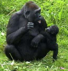 Gorillas' right-handedness gives new clues to human language development