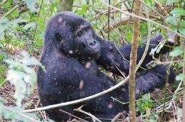 Gorillas, unlike humans, gorge protein yet stay slim
