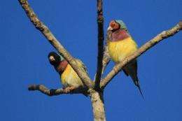 Gouldian Finch females maximize mating opportunities