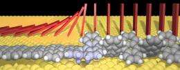 Graphene nanoribbons grow due to domino-like effect