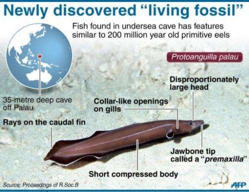 Graphic on a newly discovered species of eel found in an undersea cave in the Pacifc