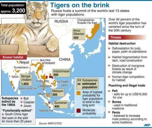 Graphic on the world's wild tiger populations.