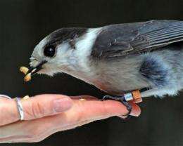 Gray jays' winter survival depends on food storage, study shows