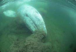 Gray whales likely survived the Ice Ages by changing their diets