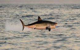 Great white shark is listed as vulnerable and has been protected in New Zealand waters since 2007