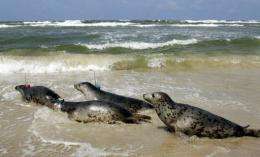Grey seals are released on the southern coast near Czolpino, Poland, on the Baltic sea in 2005