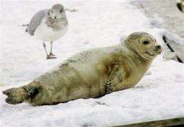 Harp seals from Canada take a liking to US waters (AP)