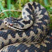 Health check on England's only venomous snake
