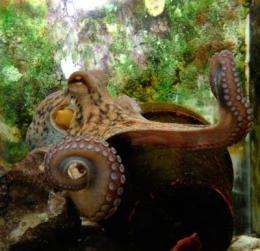 Hebrew University researchers show octopuses make some pretty good moves 