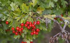 Hedgerows can be managed better for wildlife
