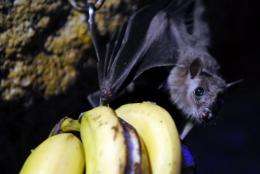 Hendra virus is passed from fruit bats (flying foxes) to horses and highly fatal to humans