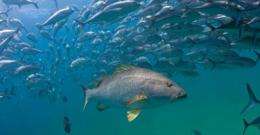 Hidden Baja undersea park is the world's most robust marine reserve