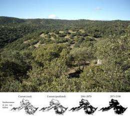 Holm oaks will gain ground in northern forests due to climate change