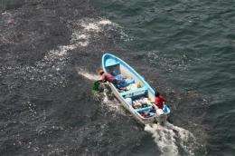 Holy mackerel! Plenty of fish in Acapulco seas (AP)