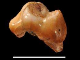 Homo sapiens arrived in Europe earlier than previously believed
