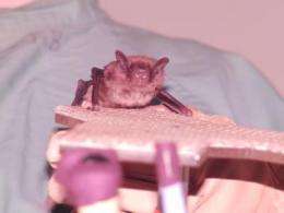 How bats stay on target despite the clutter