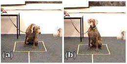 How dogs make sense of size