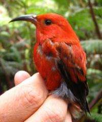 How do native Hawaiian birds survive in a fragmented forest?