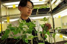 How do plants fight disease?