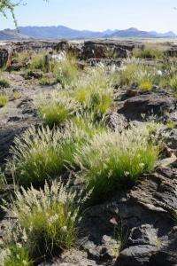 How drought-tolerant grasses came to be