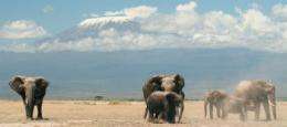 How female wisdom in old age helps elephants survive
