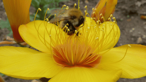 How flowers use a touch of bling to woo the bees