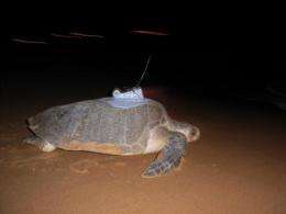 How learning more about mass nesting can help conserve sea turtles