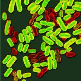 How Salmonella forms evil twins to evade the body's defenses