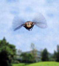 How the fly flies: Scientists discover gene switch responsible for flight muscle formation